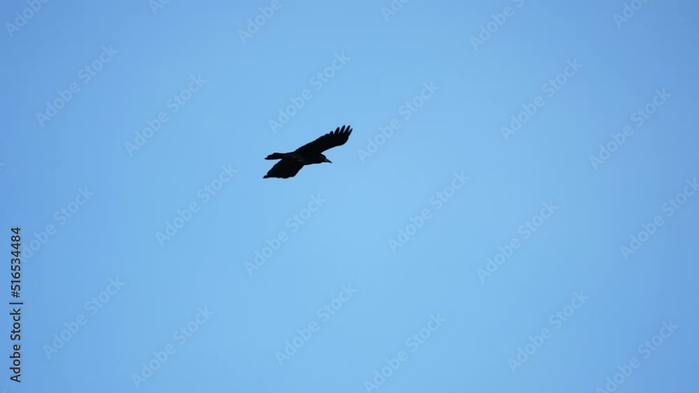 Black crow eagle is a bird of prey in the hawk family. In flight, the bird holds its broad wings horizontally. The white-tailed eagle is the fourth largest bird of prey in Europe. 4k Black crow eagle is a bird of prey in the hawk family. In flight, the bird holds its broad wings horizontally. The white-tailed eagle is the fourth largest bird of prey in Europe. 4k