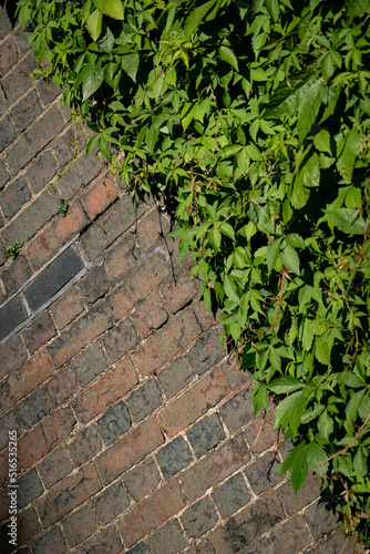 Green ivy on old red brickwork background © UAV4