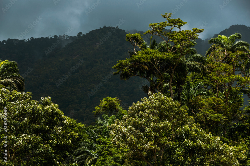 Fototapeta premium Rainforest on the island of St. Vincent and the Grenadines in Caribbean