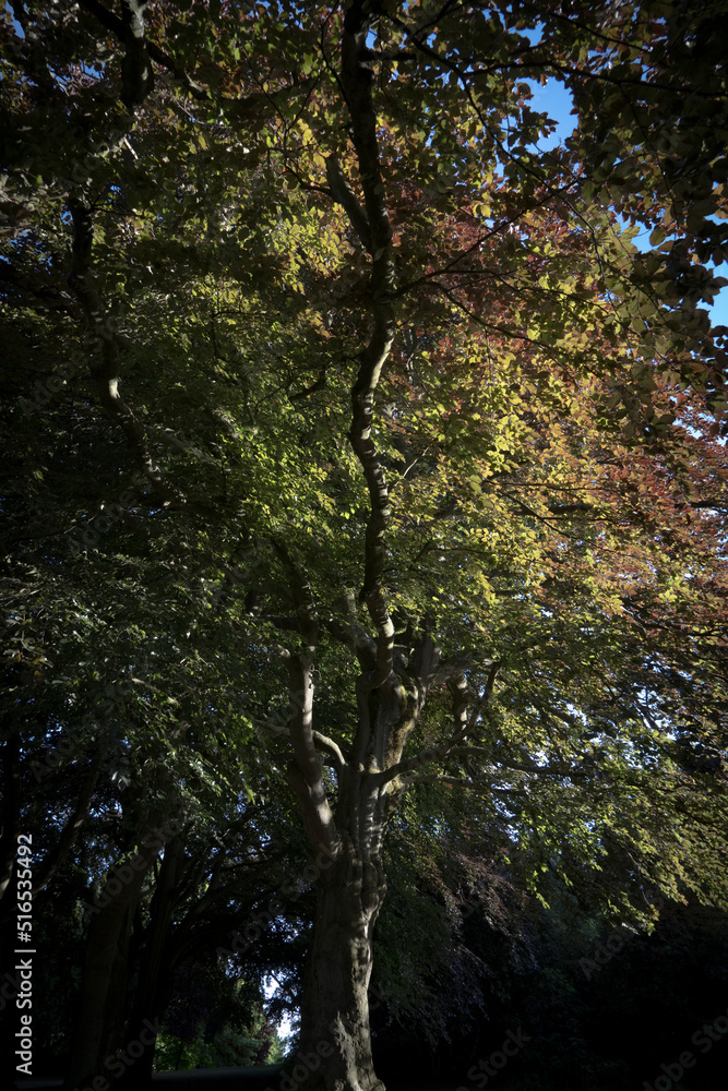 Obraz premium Tall trees in the woods of the West Midlands UK