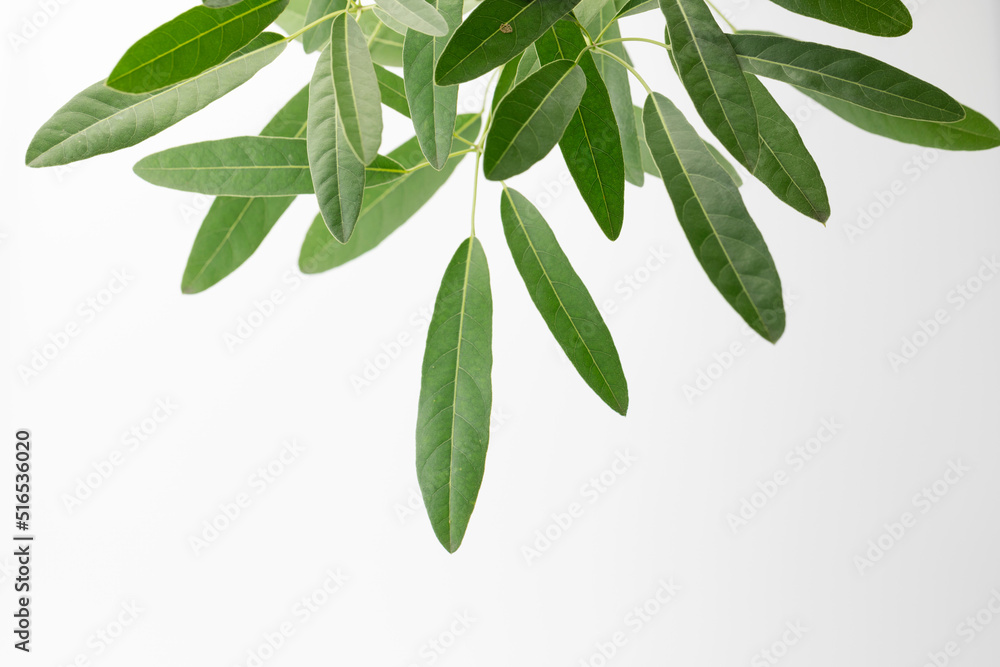 Fresh green olive leaves on white background Fresh green olive leaves on white background