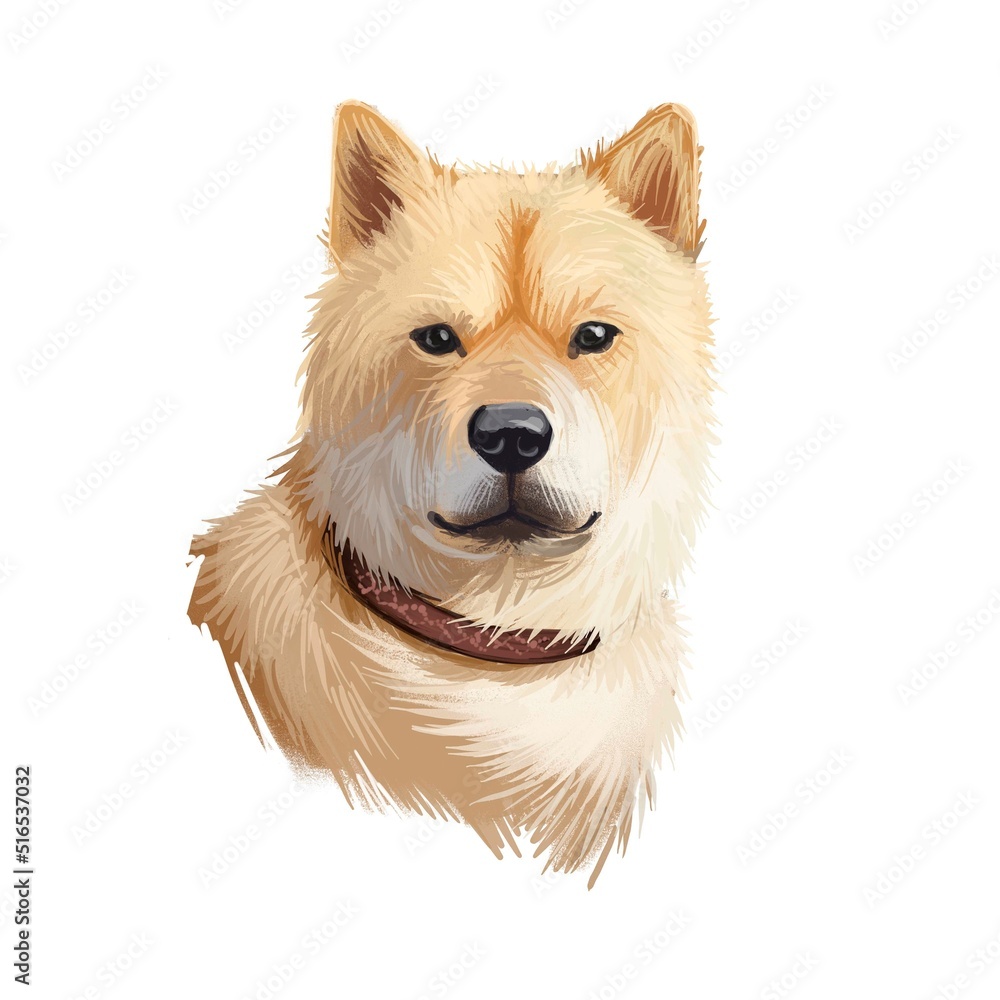Hokkaido, Do-ken, Ainu-ken, Seta, Ainu dog, Hokkaido-Ken dog digital art illustration isolated on white background. Japan origin asian spitz dog. Pet hand drawn portrait. Graphic clip art design