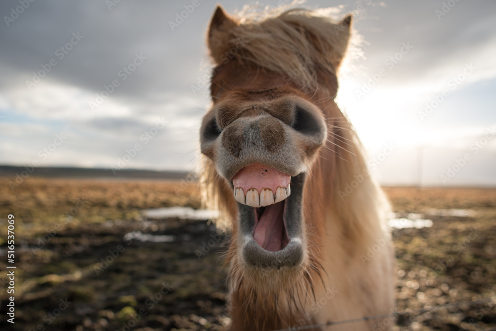 Fototapeta premium Crazy Icelandic horse smiling