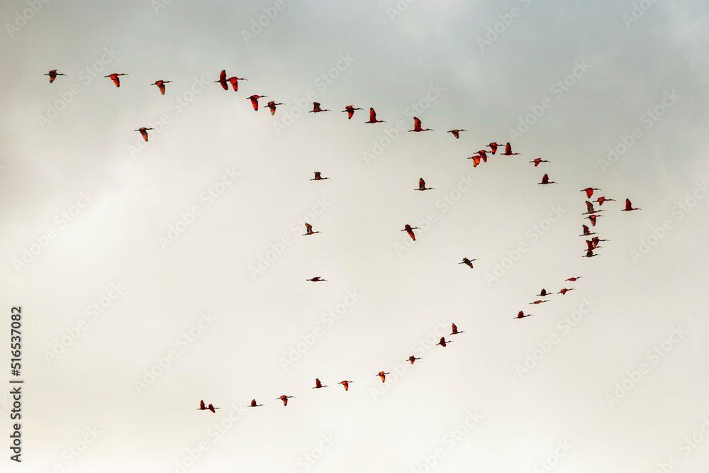 Scarlet Ibis Birds In Caroni Swamps In Trinidad And Tobago Stock Photo scarlet-ibis-birds-in-caroni-swamps-in-trinidad-and-tobago-stock-photo