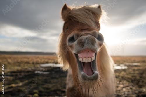 Crazy Icelandic horse smiling  photo