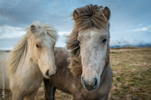 Portrait of an Icelandic horse © Alexander