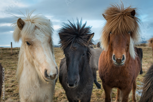 Portrait of three Icelandic horses © Alexander