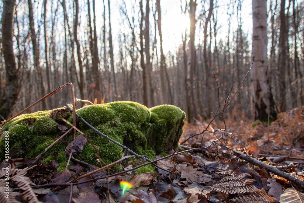 Obraz premium autumn forest in the morning