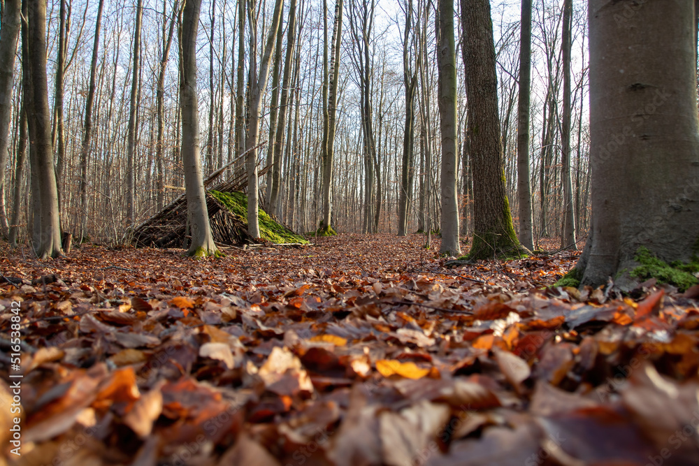 autumn forest in the morning autumn forest in the morning