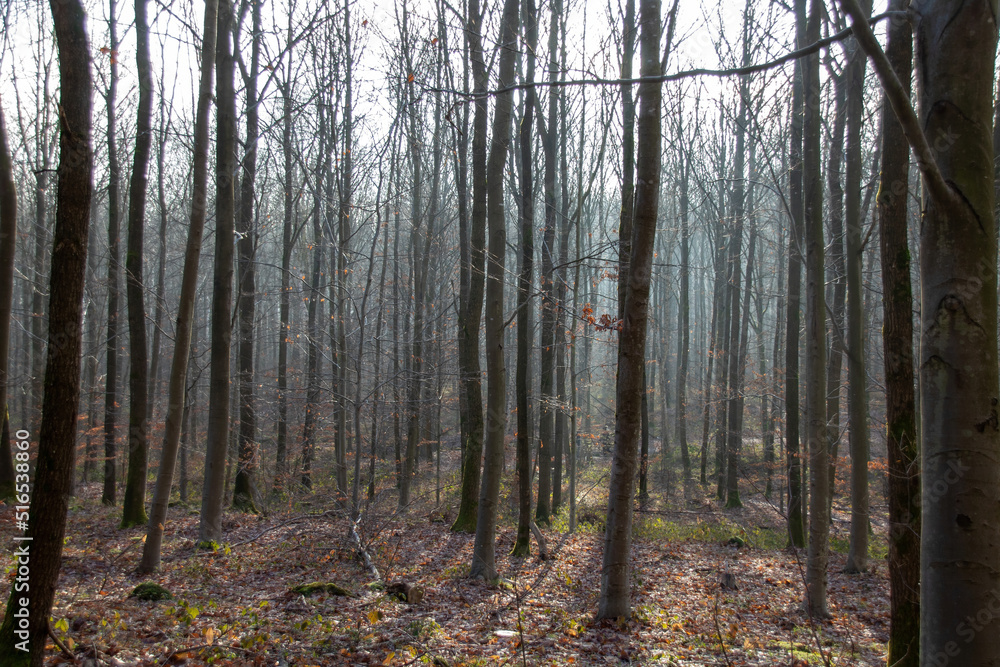 autumn forest in the morning