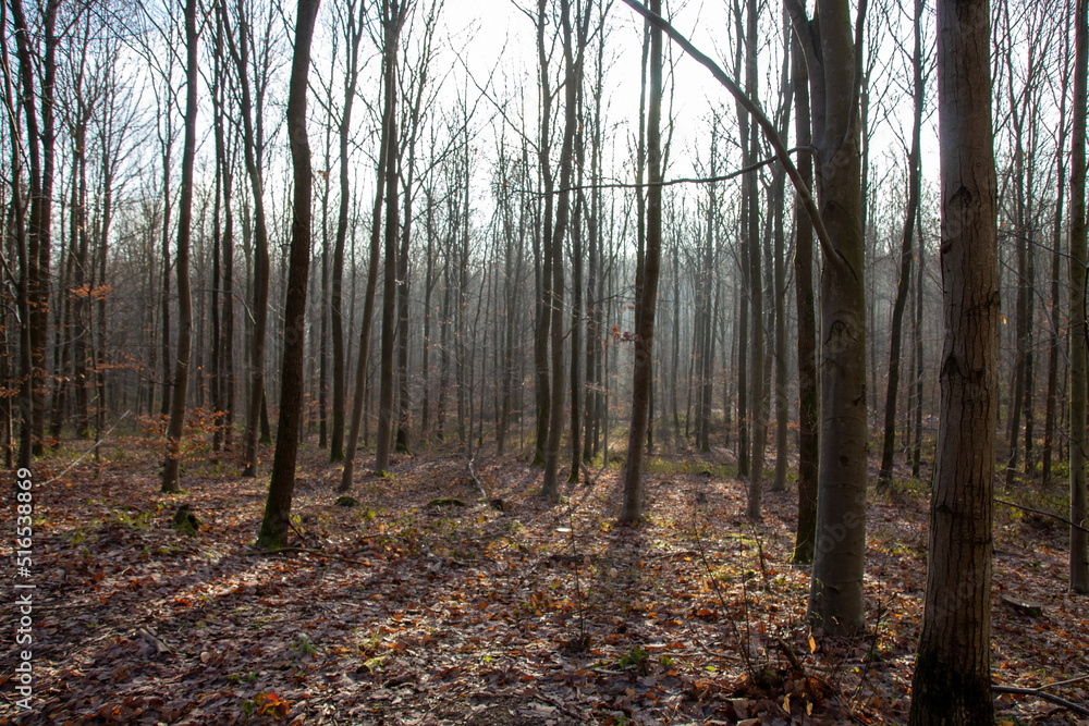 Fototapeta premium autumn forest in the morning