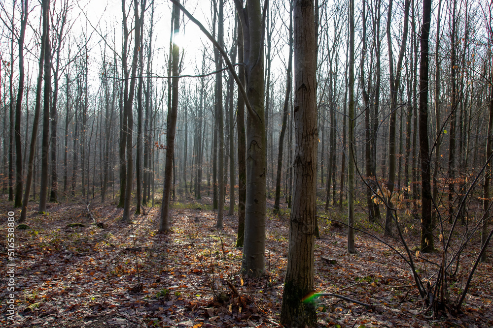 Fototapeta premium autumn forest in the morning