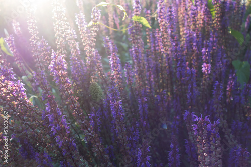 Beautiful purple blurred background of catnip flowers in the rays of the setting sun