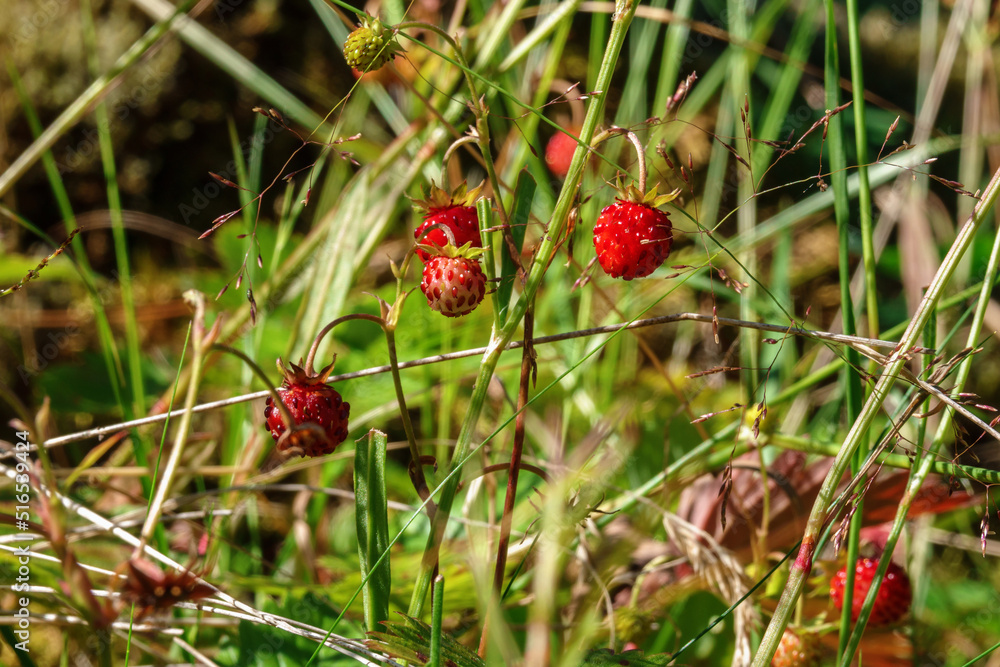 Delicious red Wild strawberries growing in the meadow Delicious red Wild strawberries growing in the meadow