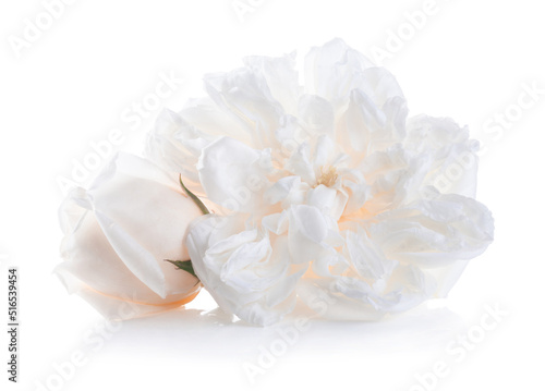 Beautiful flower white rose isolated on white background with clipping path.