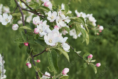 apple tree flowers photo