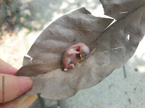 Fotografija Newly hatched (Japanese white-eyed) baby