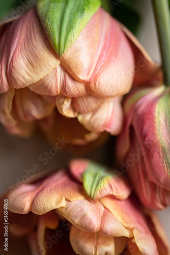 Tulips closeup petals