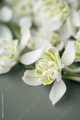 Snowdrop flower 