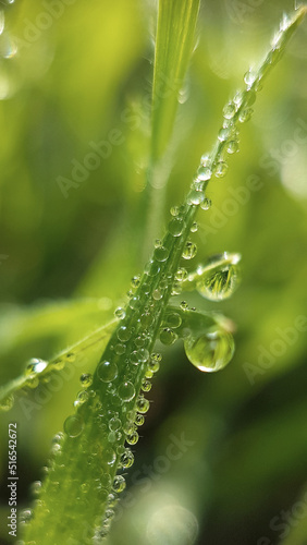Dewdrops settle on blades of grass in a meadow early in the morning in summer