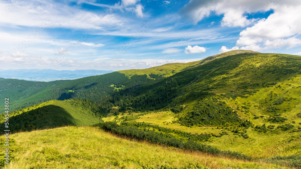 Obraz premium natural summer landscape with mountain valley. idyllic outdoor scenery of carpathian alps with fresh green meadows. warm sunny weather with gorgeous fluffy clouds on a blue sky