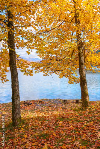 trees on the shore of a lake. sunny afternoon in autumn. beautiful landscape in mountains. sky with fluffy clouds