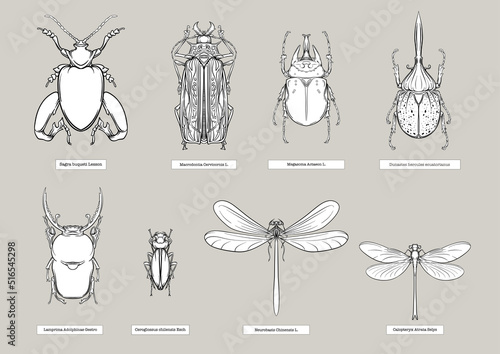 Set of insects: beetles, butterflies, moths, dragonflies. Etymologist's set. Clip art, set of elements for design Outline vector illustration