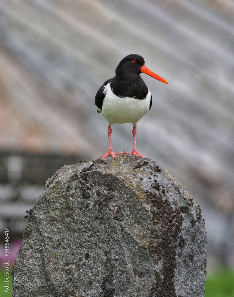 Fototapeta premium atlantic puffin or common puffin