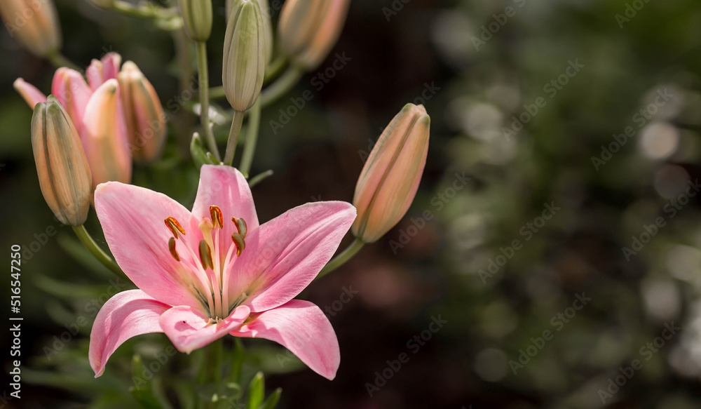 Naklejka premium Summer photo or background with pink flowers. Beautiful nature scene with a flowering tree. Beautiful healthy lilies blooming in a pink shade.