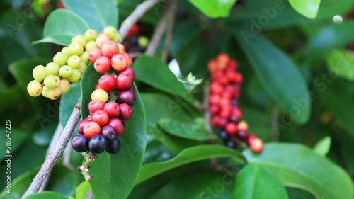 Thai Blueberry fruit on tree. Close up Mhakmao (Antidesma puncticulatum Miq) Thai fruit with medicinal properties detoxifying and anticancer on blurred green background. Selective focus photo