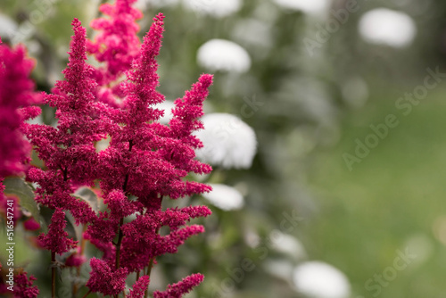 Summer border or background with a pink flower. Beautiful nature scene with a blooming tree. Beautiful  healthy astilba  blooming in shades of pink. copyspace.