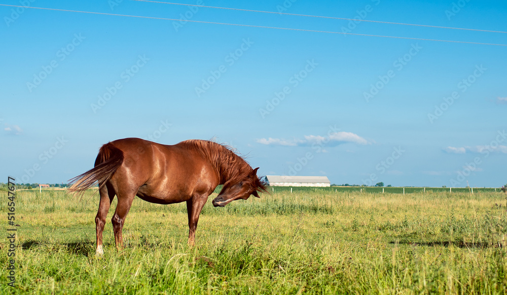 A brown horse in a field against a background of a blurred field and a blue sky. A brown horse in a field against a background of a blurred field and a blue sky.
