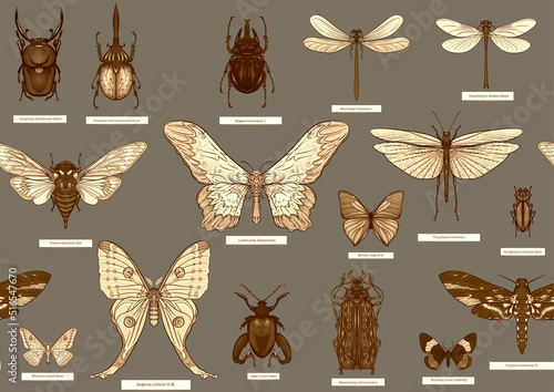Set of insects: beetles, butterflies, moths, dragonflies. Etymologist's set. Seamless pattern, background. Vector illustration. In realistic style on military green, khaki background