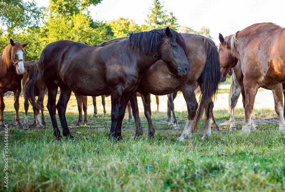 Beautiful horses on the pasture in summer. Blurred background Beautiful horses on the pasture in summer. Blurred background