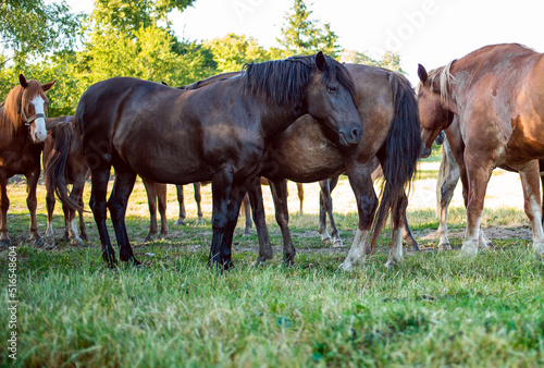 Beautiful horses on the pasture in summer. Blurred background