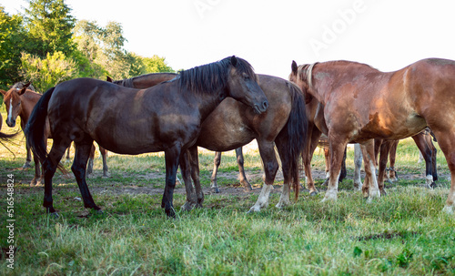 A herd of horses in a field in summer. Horses graze on the background of a blurred field