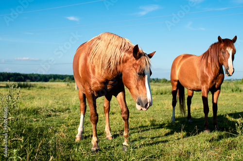 A horse of brown color eats grass on the background of a blurred field. © Olha