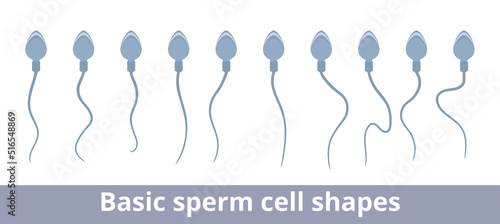 Basic sperm cell shapes. Visualization of a normal sperm cell with an oval head and a long tail.