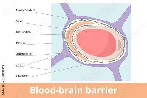 Blood-brain barrier. The anatomical structure of the blood-brain barrier is formed by astrocyte endfeet, basal lamina, pericyte, endothelial cells, and tight junctions. photo