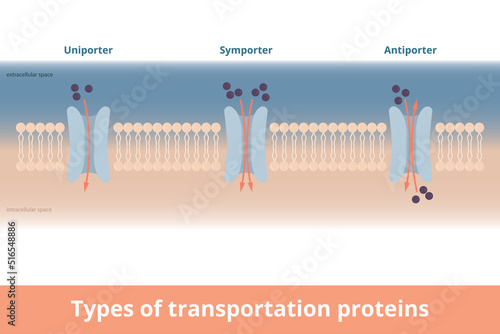 Types of cell membrane transportation proteins.
 Visualization of uniporter (one molecule, one direction), symporter (two molecules, same directions), antiporter (two molecules, different directions).