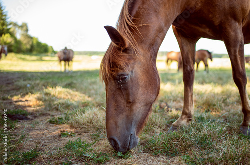 A horse of brown color eats grass on the background of a blurred field.