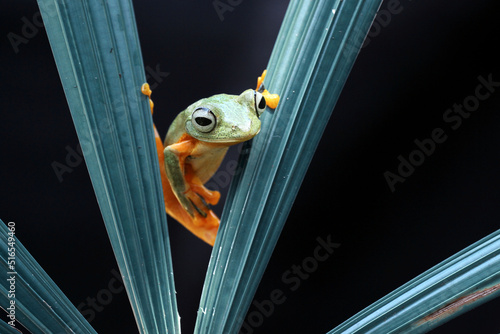 Fototapet red eyed frog