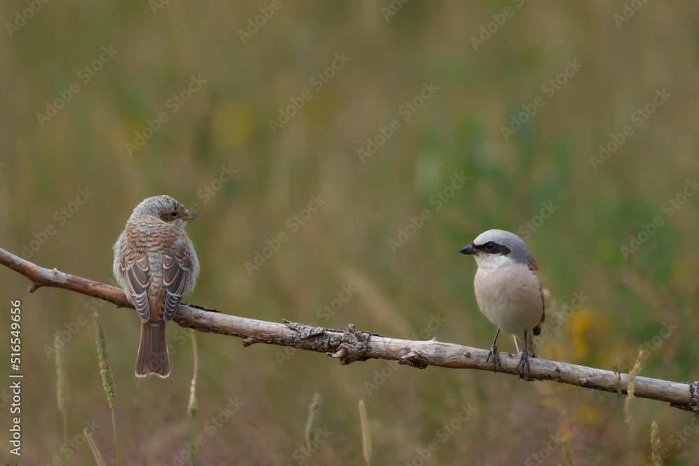 Obraz premium Neuntöter 