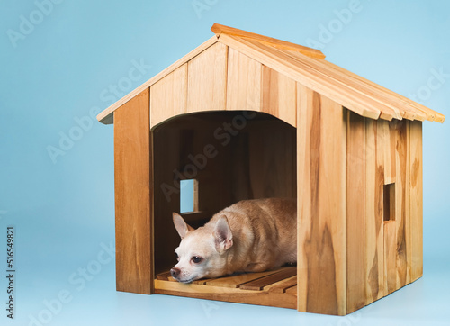 sleepy brown short hair Chihuahua dog lying down insiide wooden dog house, isolated on blue background.