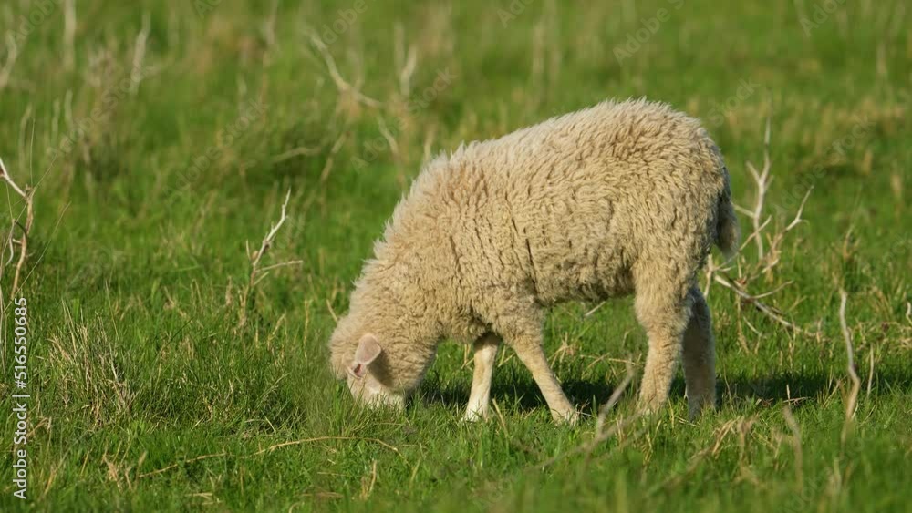 The sheep on the meadow breathes swaying, grazes, screams, turning its head to the side. Pets. agricultural industry. animal husbandry. natural meat. natural wool The sheep on the meadow breathes swaying, grazes, screams, turning its head to the side. Pets. agricultural industry. animal husbandry. natural meat. natural wool