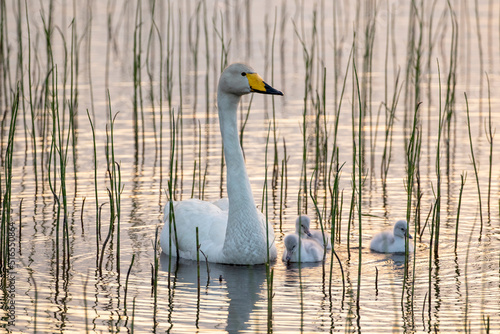 Beautiful whooper swan, Cygnus cygnus with cygnets on the lake during late summer evening in Finnish nature near Kuusamo, Finland