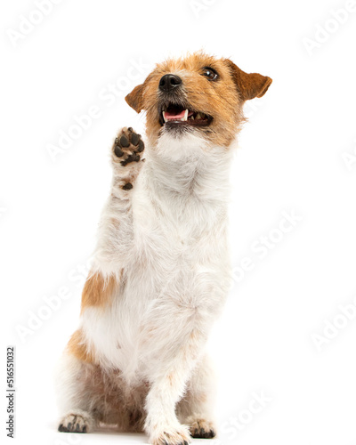dog gives paw on isolated