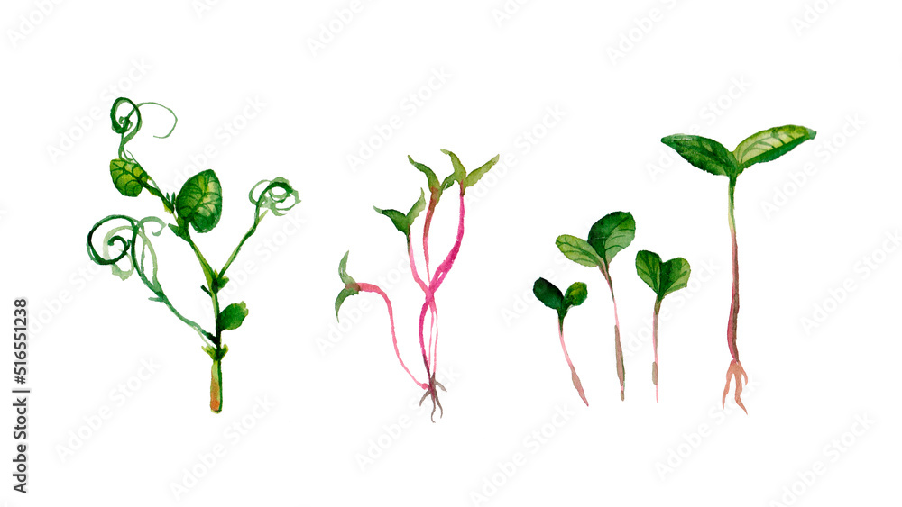 Watercolor microgreen dill sprouts, radishes, mustard, arugula, mustard in the range on a light background, copy space