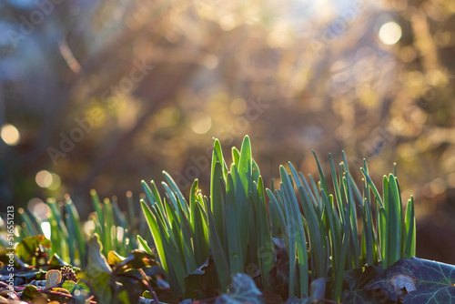 Green plants growing in sunlight against bokeh background, closeup and selective fcous photo