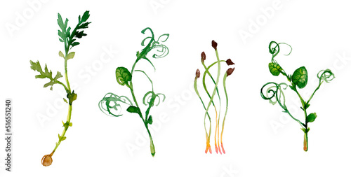 Collage of watercolor different microgreens on a white background. Selective focus. nature. © Маргарита Шевчишена